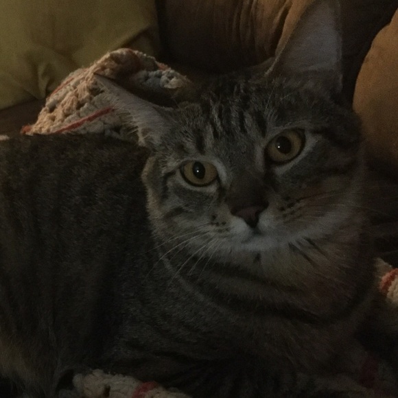 Meet your Posher, Zoe - Picture 1 of 1